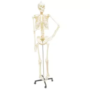 Esqueleto 180 Cm. Con Base Metalica