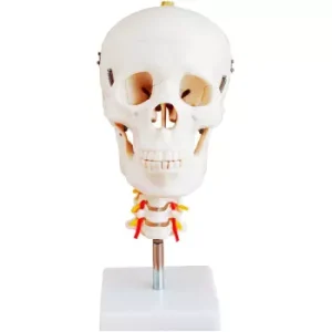 Cráneo Con Vertebra