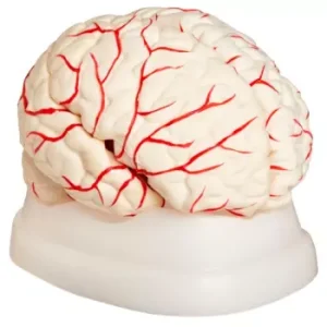 Cerebro 11x15cm 8 Piezas
