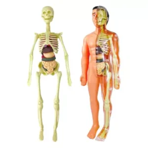 Kit Anatomía Cuerpo Humano Armable