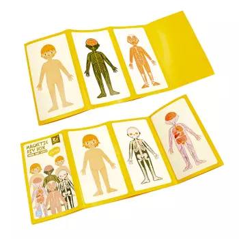 Tablero Del Cuerpo Humano Magnético - Imagen 3
