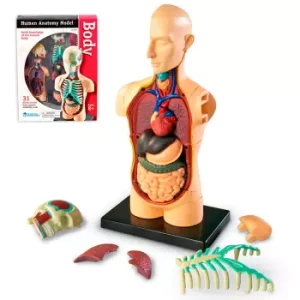 Torso Armable 31 Piezas