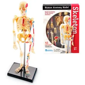 Esqueleto 23 Cm 41 Piezas