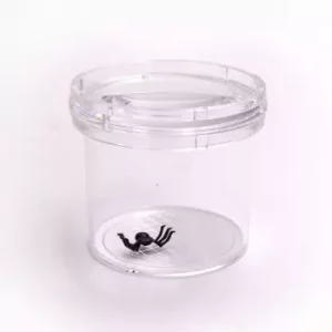 Vaso Lupa